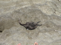 Phalacrocorax nigrogularis