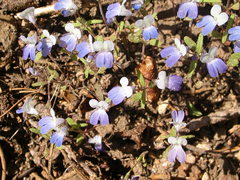 Collinsia torreyi