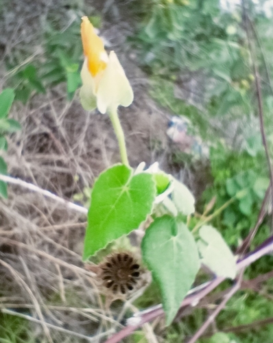 Image of Abutilon hypoleucum by (c) José Gerardo Velasco, some rights reserved (CC BY-SA)