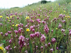 Castilleja densiflora