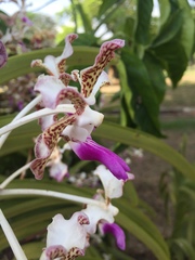 Vanda tricolor