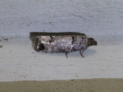 Notocelia culminana