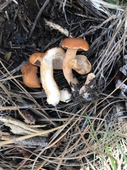 Lactarius luculentus laetus