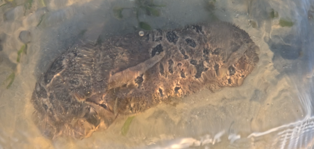 Golden Sandfish