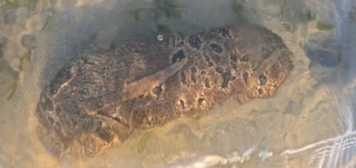 Golden Sandfish