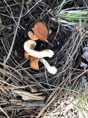 Lactarius luculentus laetus