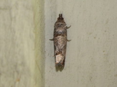 Notocelia culminana