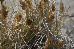Poa macrantha