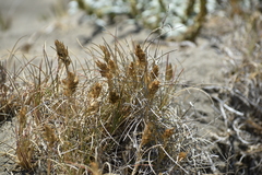 Poa macrantha
