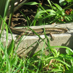 Oligosoma kokowai