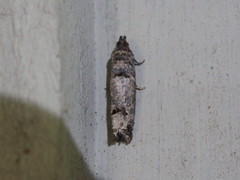 Notocelia culminana