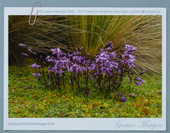 Gentianella rapunculoides