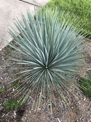 Hesperoyucca