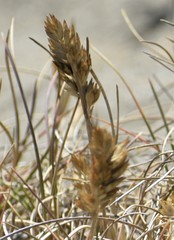 Poa macrantha
