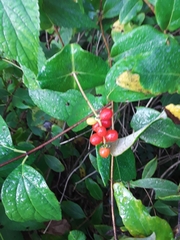 Lonicera sempervirens