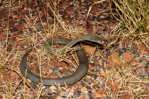 Mulga Snake sighting