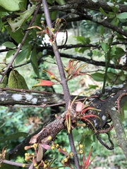Scurrula parasitica