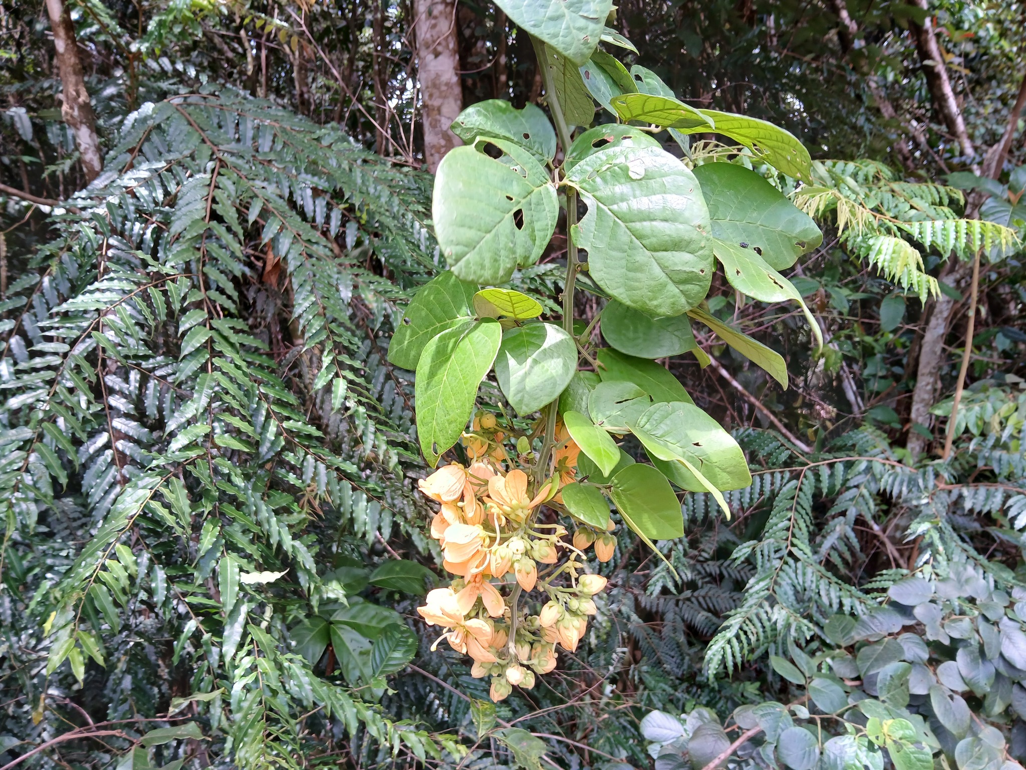 Imagem de Mata-pasto