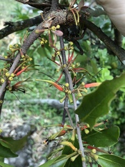 Scurrula parasitica