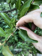 Scurrula parasitica