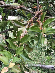 Scurrula parasitica