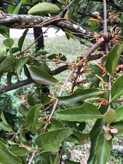 Scurrula parasitica