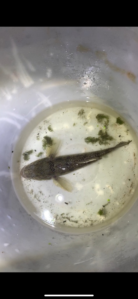 Giant bully (Gobiomorphus gobioides) — Eleotridae