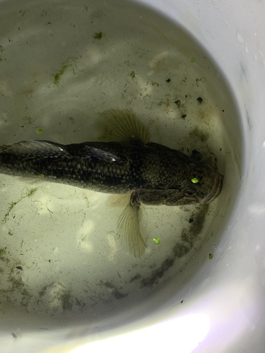 Giant bully (Gobiomorphus gobioides) — Eleotridae — 5