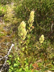 Castilleja parviflora albida