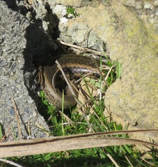 Oligosoma kokowai