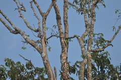 Forpus crassirostris