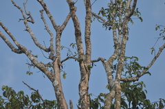 Forpus crassirostris