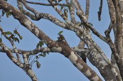 Forpus crassirostris