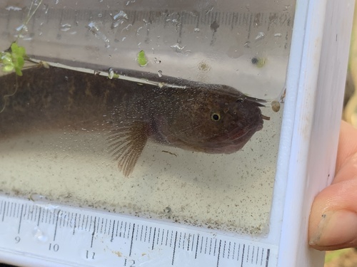 Brown mudfish (Neochanna apoda) — Galaxiidae — 4