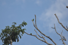 Forpus crassirostris