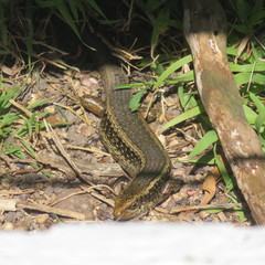 Oligosoma kokowai