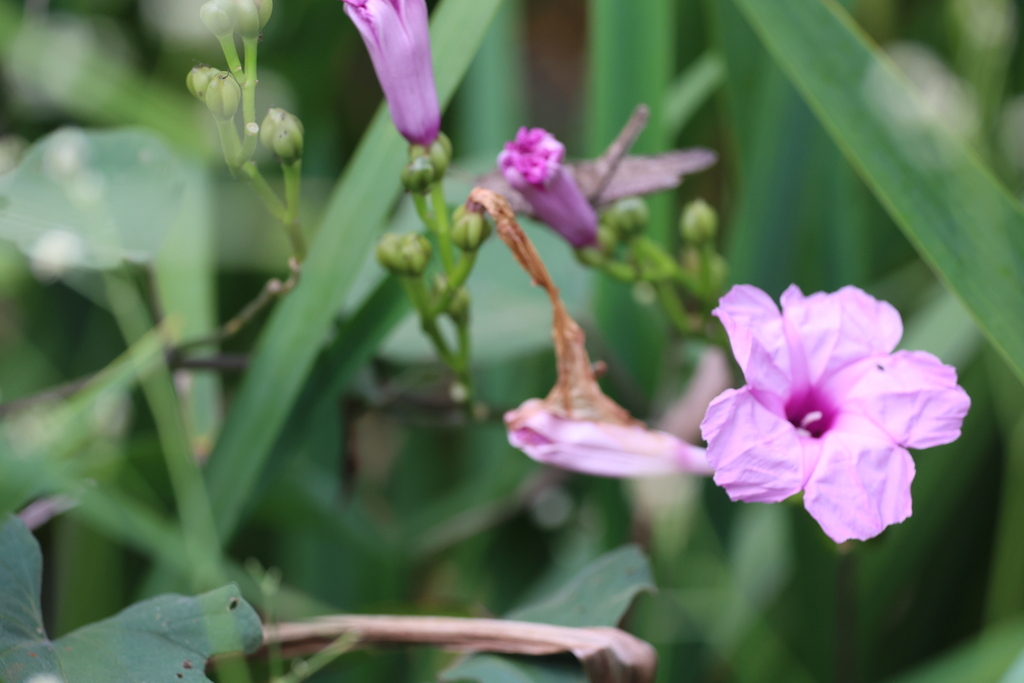Ipomoea bonariensis; photograph (c) Andrea Gantzer, some rights reserved (CC BY)