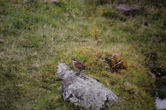 Cinclodes albidiventris