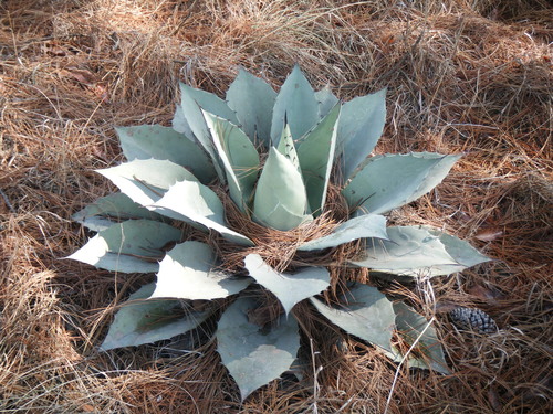Agave ovatifolia