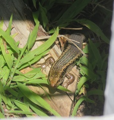 Oligosoma kokowai