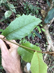 Vernonia solanifolia