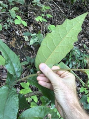 Vernonia solanifolia