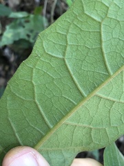 Vernonia solanifolia
