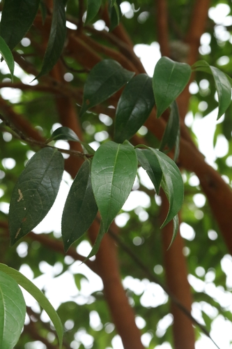 Image of Camellia crapnelliana by no rights reserved