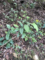 Vernonia solanifolia
