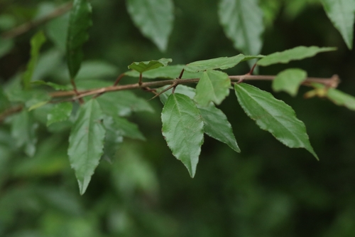 Image of Xylosma congesta by no rights reserved