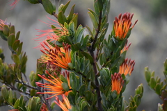 Tristerix longibracteatus