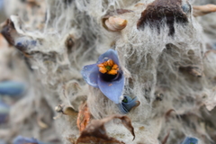 Puya clava-herculis