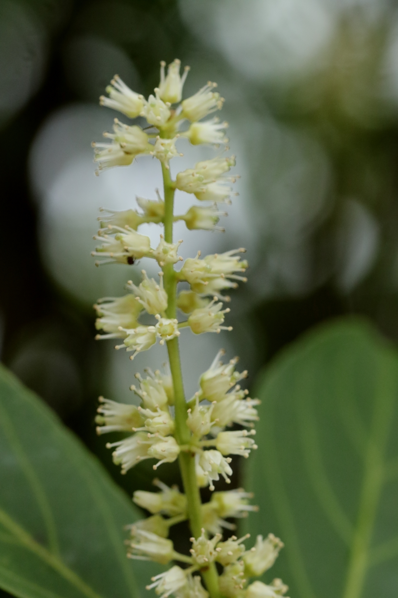 Chinese Sweetspire (Itea chinensis)