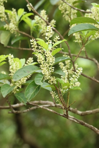 Image of Itea chinensis by no rights reserved